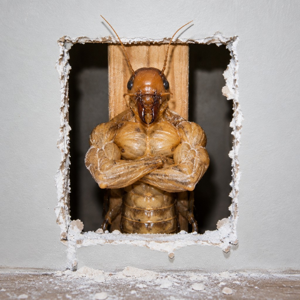 Original artwork 1721: muscular termite in a chewed drywall opening against an intact stud.